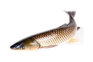 草魚-深圳市偉泰發餐飲管理有限公司